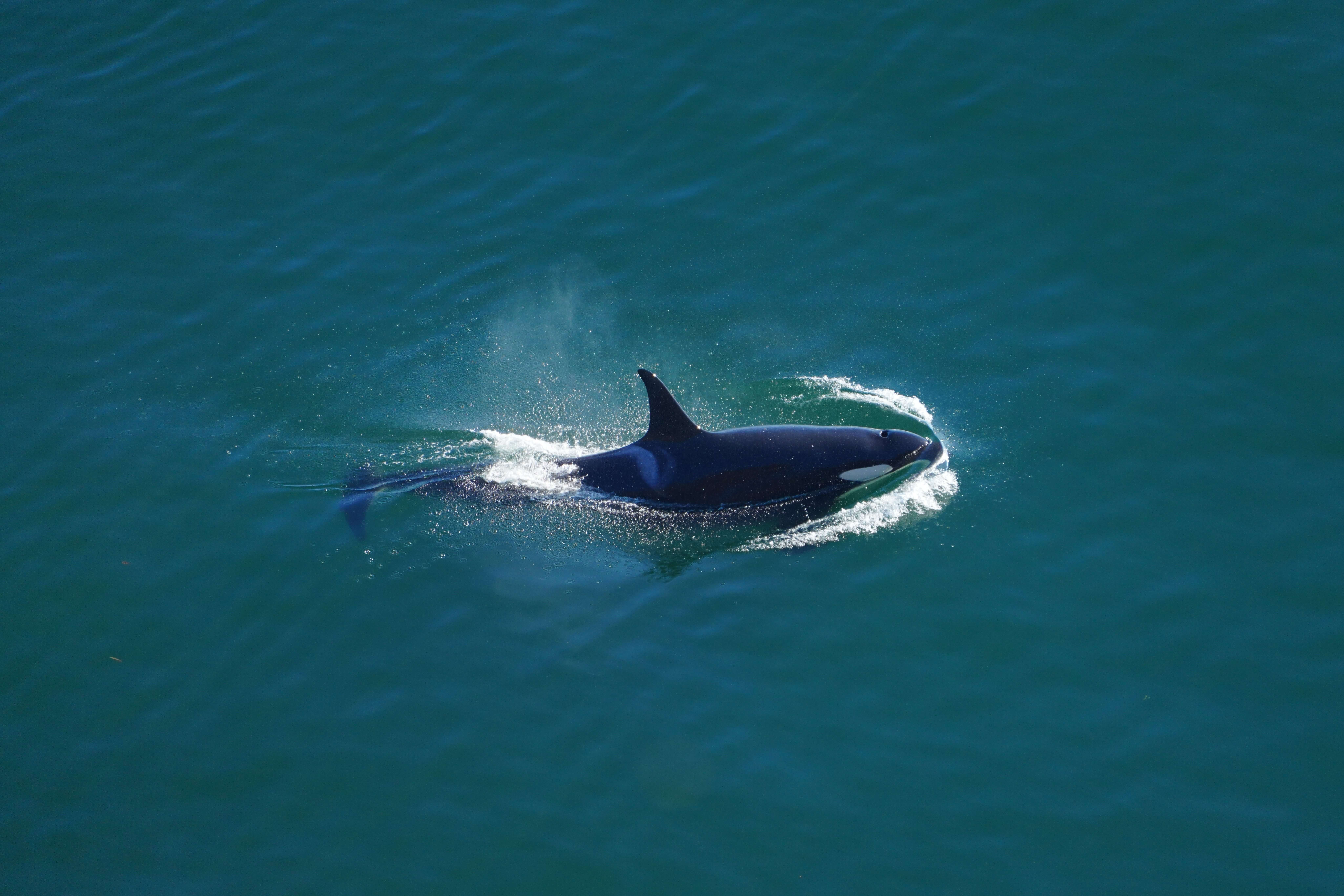 Southern Resident killer whales. Photo by Janine McNeilly