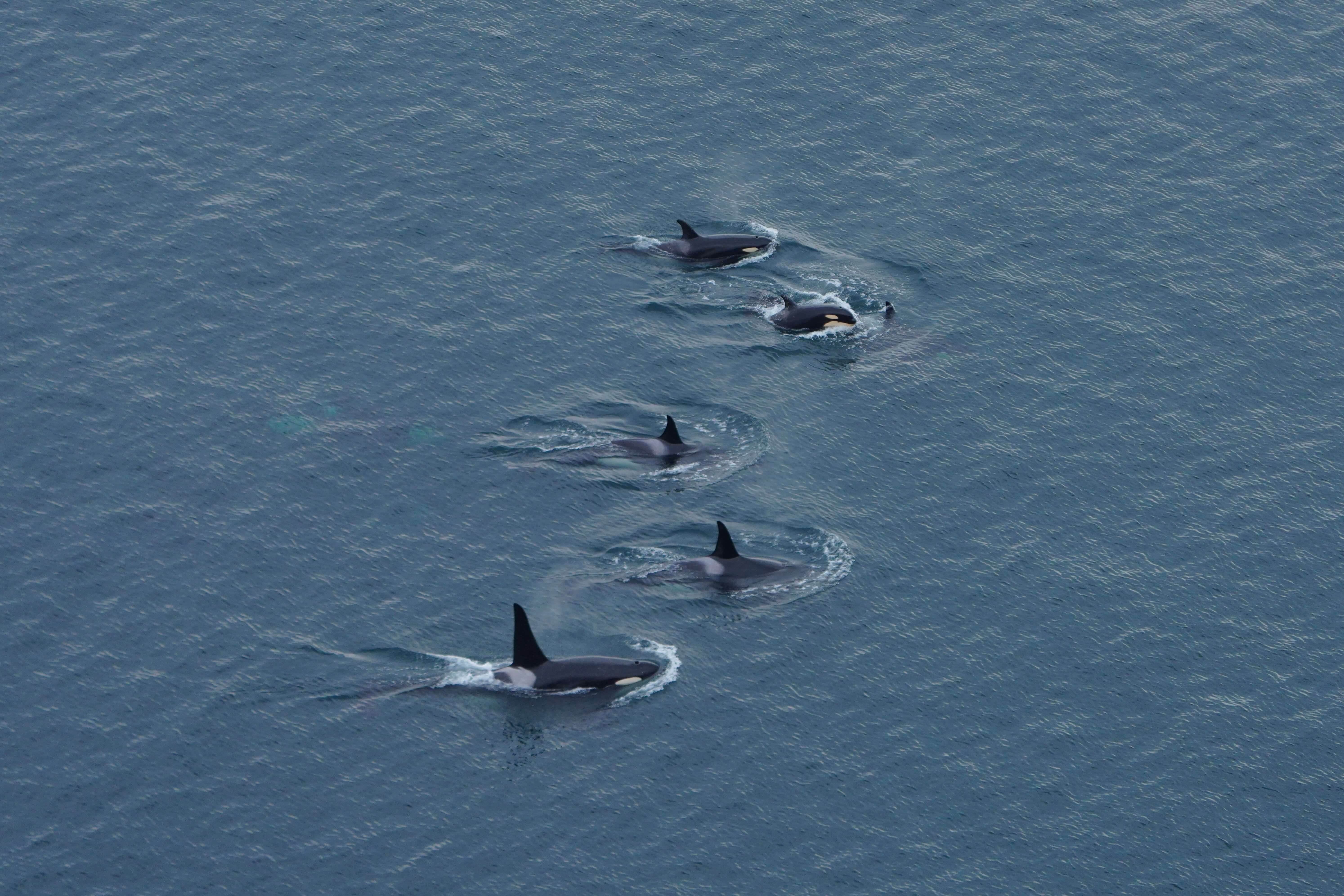 Southern Resident killer whales. Photo by Janine McNeilly